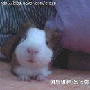 팽가네