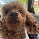 젤리댕댕이 이미지