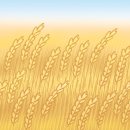 [인 더 바이블] 밀(wheat) 이미지