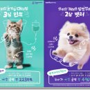 나우 동물병원 | 천안 동물병원 나우동물의료센터 백석점 강아지 안과 검사 받고 온 후기