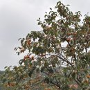 문수산캠핑장 | 문수산캠핑장 데크사이트1 솔직후기