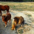 태신목장 이미지