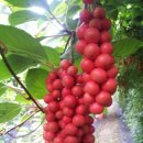 명전계곡 이미지