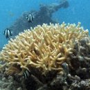 산호환경 이미지