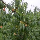 순흥전통묵집 이미지