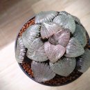 태양미장원 이미지