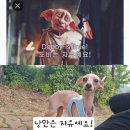 털보카자동차공업사 | 두번째 유기견 구조 입양! 논산시 동물보호소,반려견 사지말고 입양하세요! 대전나그네 그리고 낭만무역...