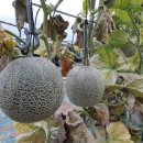 은환농장 이미지