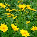 화전민촌 이미지