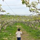 성환-11 | 천안 성환 배꽃명소 동민목장카페 봄 나들이 후기