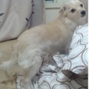 [실종]서울 성동구 성수동 뚝섬역 근처에서 실종된 강아지를 찾습니다. 이미지