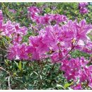 코리아나여관 이미지