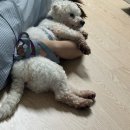누리켄넬 | 포인핸드입양 : 가평군 유기동물 보호소 입양후기