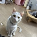 광주광역시 북구종합자원봉사센터 교육실 | 광주동물보호소 묘사 봉사 후기 - 위치, 주차, 주의점, 신청방법, 하는 일, 봉사시간