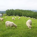 남성목장 이미지