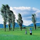 미루나무 이미지