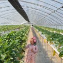 수정농장 | 서산 벧엘딸기농장에서 딸기따기 및 딸기잼 만들기 체험 후기