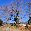 사천송림 이미지