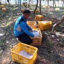 참다래농장 이미지