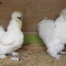 꼬꼬농장 이미지