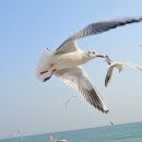 부산갈매기 - 파주시 당동1로 29-2 | 부산갈매기