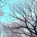 이마트24 원미별빛점 | 벚꽃 캠핑 성공🌸 | 산내별빛오토캠핑장 B6 사이트 후기