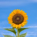 해바라기의꿈 이미지