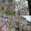 마이산 벚꽃길 | 마이산 십리벚꽃길 암마이봉 4월 벚꽃 현황 그리고 등산코스