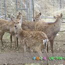 계곡사슴팬션 이미지