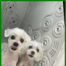 베베호텔 유치원 & 애견스파 이미지