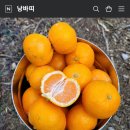 제주낭바띠
