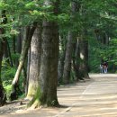 9월 6일 (수) 오대산 월정사 전나무숲길 산행안내 및 예약 이미지
