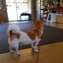 이삭애견훈련소 | 강아지 훈련소 후기 (이삭애견훈련소)