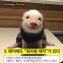 샤갈 - 사하구 | 샤갈