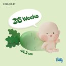 임신36주차~37주차 : 힘센놈소고기 37주이대목동병원막달검사