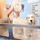 마이리틀프렌드위탁목욕