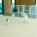 플레이독(애견유치원&호텔) 이미지