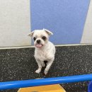 서전주유치원 | 전주 애견유치원 &#39;포롱도그&#39; Dog PT &lt;코어운동&gt;