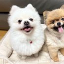 쥬뗌몽슈 이미지