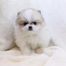 도그마루 강아지 고양이 울산점 이미지