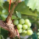 홍조바다 이미지