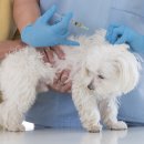 대한동물병원 이미지