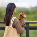 순창 동물병원 | 반려동물과 떠나는 감성 한국 여행 가이드, 여행지 추천