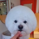 왈왈미용실 이미지