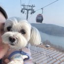 씨유춘천온의타운점 | 춘천 삼악산 호수케이블카 / 강아지 동반 여행 댕이랑 일반캐빈