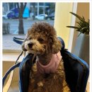 마음을 읽어주는 마음동물병원 이미지