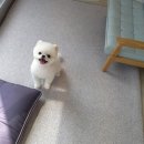 늘 예쁘개 네이버블로그