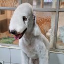 개미애견미용실 이미지