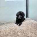 아리랑밸리켄넬 이미지