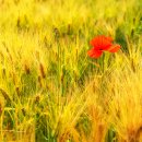 황금보리 이미지